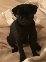 Brittany, a female Pug for sale in Denver, CO – Photo 5 of 8