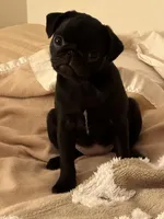 Brittany, a female Pug for sale in Denver, CO – Photo 6 of 8