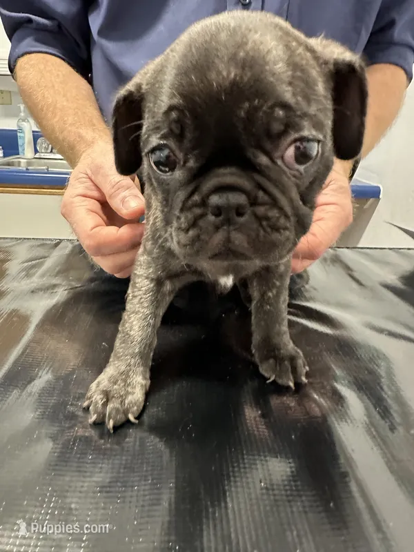 Birdie – French Bulldog, Pug puppy for sale in Columbia, MO
