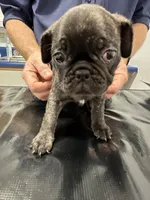 Birdie, a female French Bulldog and Pug for sale in Columbia, MO – 6 of 10