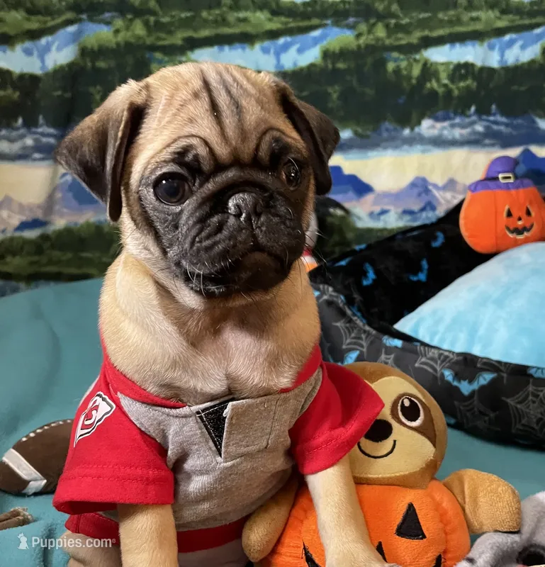 AKC Willy – Pug puppy for sale in Columbia, MO