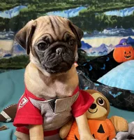 AKC Willy, a male Pug for sale in Columbia, MO – 5 of 10