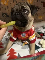 AKC Rocket, a male Pug for sale in Denver, CO – Photo 4 of 10