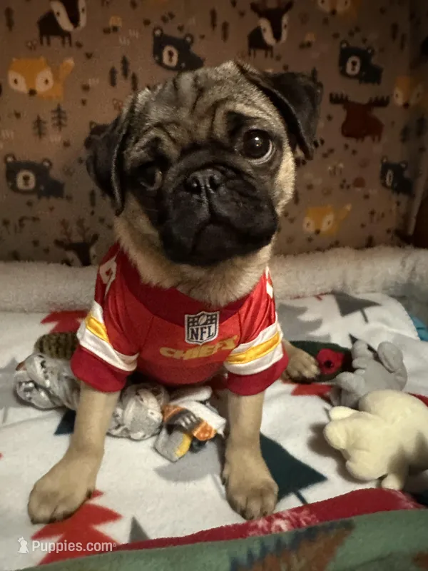 AKC Rocket, a male Pug for sale in Denver, CO – Photo 1 of 10