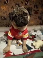 AKC Rocket, a male Pug for sale in Denver, CO – Photo 1 of 10