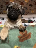 AKC Rocket, a male Pug for sale in Denver, CO – Photo 9 of 10