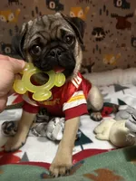 AKC Rocket, a male Pug for sale in Denver, CO – Photo 10 of 10