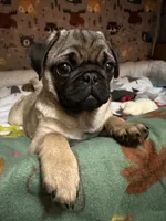 AKC Rocket, a male Pug for sale in Denver, CO – Photo 3 of 10