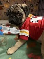 AKC Rocket, a male Pug for sale in Denver, CO – Photo 5 of 10