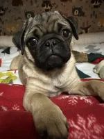 AKC Rocket, a male Pug for sale in Denver, CO – Photo 2 of 10