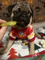 AKC Rocket, a male Pug for sale in Denver, CO – Photo 7 of 10