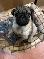 AKC Rocket, a male Pug for sale in Denver, CO – Photo 8 of 10