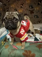 AKC Rocket, a male Pug for sale in Denver, CO – Photo 6 of 10