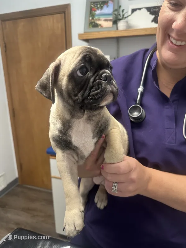 Hercules  – French Bulldog, Pug puppy for sale in Columbia, MO