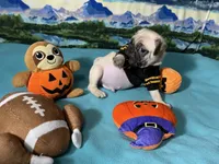 AKC Cooper, a male Pug for sale in Columbia, MO – 8 of 8