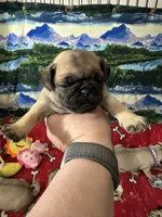 AKC Willy, a male Pug for sale in Columbia, MO – 4 of 10