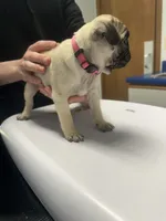 Rosie , a female Pug for sale in Columbia, MO – 3 of 7