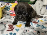 Duke, a male French Bulldog and Pug for sale in Columbia, MO – 2 of 7