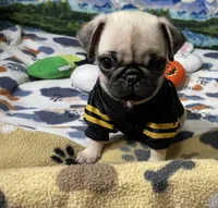 AKC Tiny, a female Pug for sale in Columbia, MO – 4 of 10