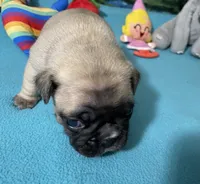 Hercules , a male French Bulldog and Pug for sale in Columbia, MO – 4 of 8