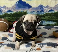 AKC Tiny, a female Pug for sale in Columbia, MO – 5 of 10