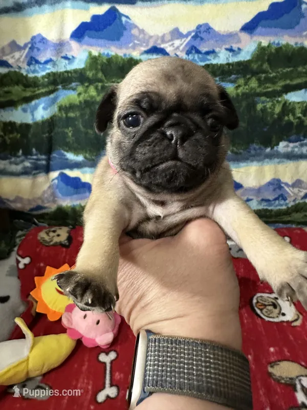 AKC Rose – Pug puppy for sale in Columbia, MO