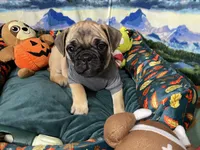Max, a male French Bulldog and Pug for sale in Columbia, MO – 4 of 10