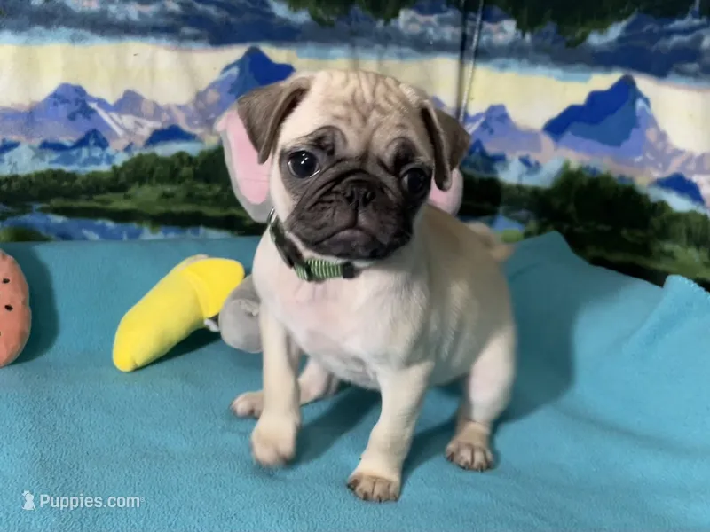 Olive – Pug puppy for sale in Columbia, MO