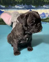 Birdie, a female French Bulldog and Pug for sale in Columbia, MO – 5 of 10