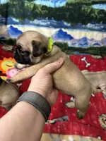 AKC Willy, a male Pug for sale in Columbia, MO – 5 of 10