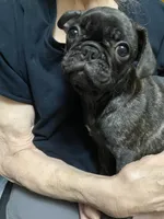 Birdie, a female French Bulldog and Pug for sale in Columbia, MO – 6 of 10