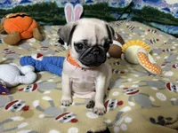 AKC Tiny, a female Pug for sale in Columbia, MO – 10 of 10