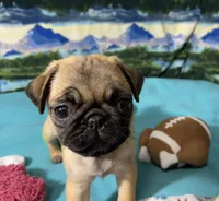 AKC Betty , a female Pug for sale in Columbia, MO – 1 of 9