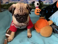 AKC Willy, a male Pug for sale in Columbia, MO – 8 of 10