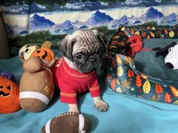 AKC Moe, a male Pug for sale in Columbia, MO – 5 of 7