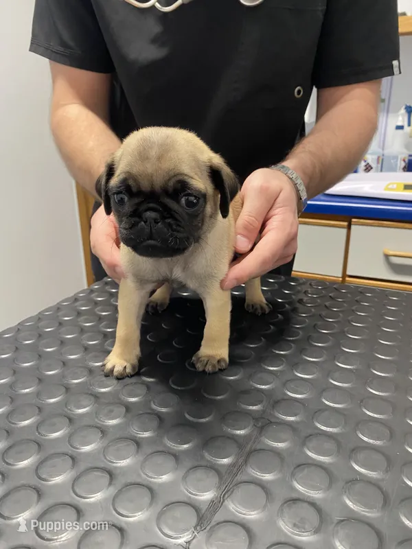 AKC Willy – Pug puppy for sale in Columbia, MO