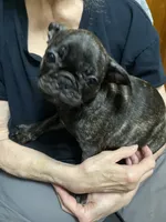 Birdie, a female French Bulldog and Pug for sale in Columbia, MO – 7 of 10
