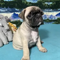 Hercules , a male French Bulldog and Pug for sale in Columbia, MO – 9 of 10