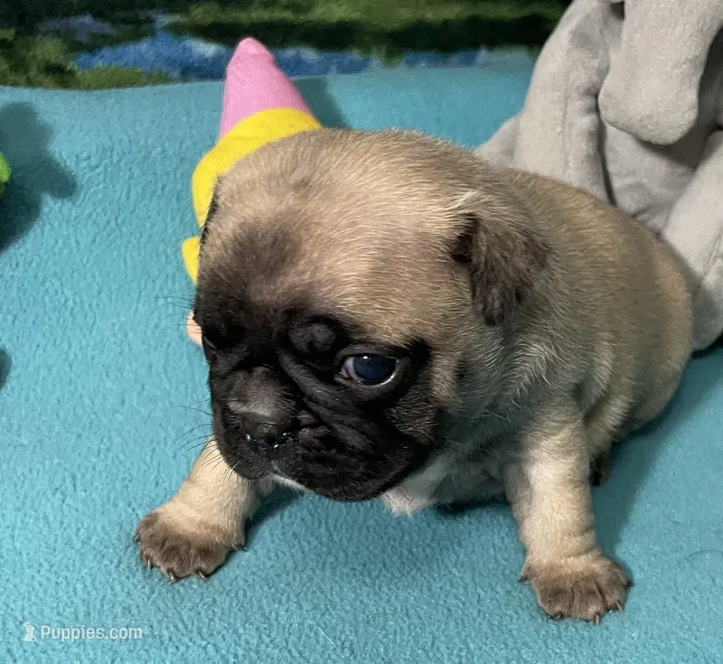 Hercules  – French Bulldog, Pug puppy for sale in Columbia, MO