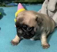 Hercules , a male French Bulldog and Pug for sale in Columbia, MO – 1 of 8