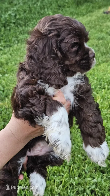 Piter – Cocker Spaniel puppy for sale in Yuba City, CA