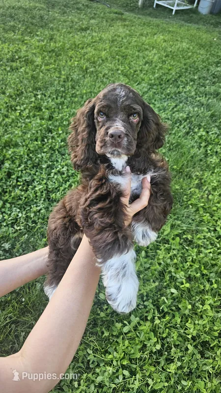 Piter – Cocker Spaniel puppy for sale in Yuba City, CA