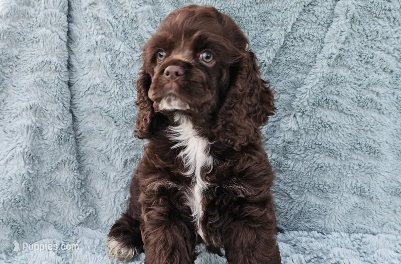 Max – Cocker Spaniel puppy for sale in Yuba City, CA
