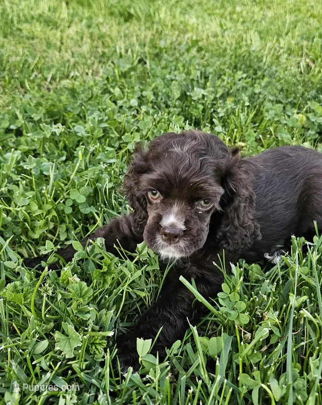 Sara – Cocker Spaniel puppy for sale in Yuba City, CA