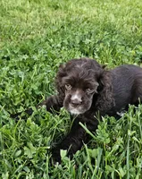 Sara, a female Cocker Spaniel for sale in Yuba City, CA – Photo 1 of 3