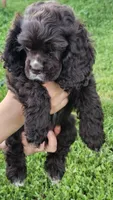 Sara, a female Cocker Spaniel for sale in Yuba City, CA – Photo 2 of 3