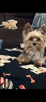 Payton, a female Yorkshire Terrier for sale in Belpre, OH – 9 of 10