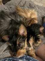 Payton, a female Yorkshire Terrier for sale in Belpre, OH – 4 of 10