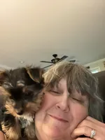 Payton, a female Yorkshire Terrier for sale in Belpre, OH – 6 of 10