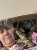 Payton, a female Yorkshire Terrier for sale in Belpre, OH – 3 of 10